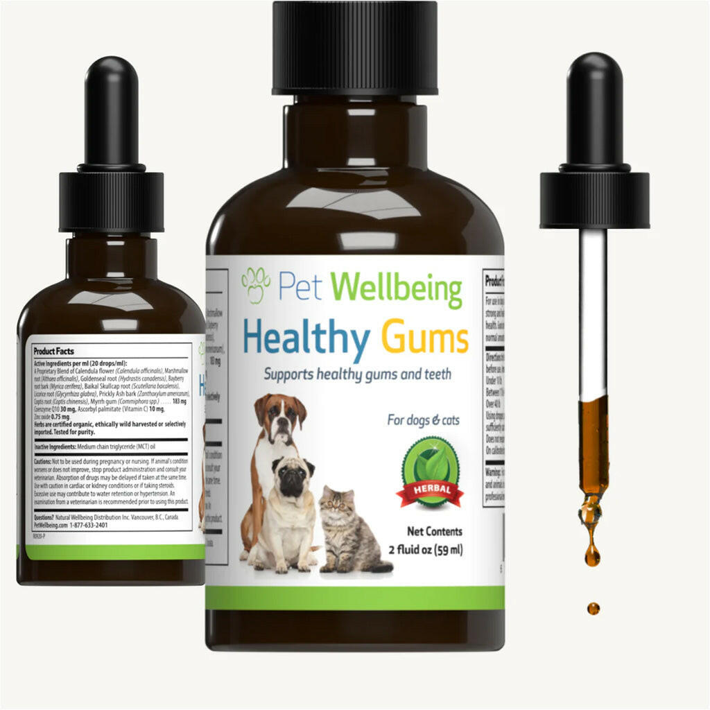 Healthy Gums for Feline Periodontal Health
