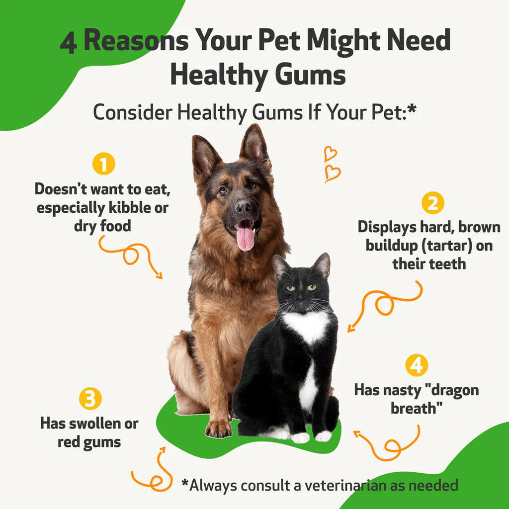Healthy Gums for Feline Periodontal Health