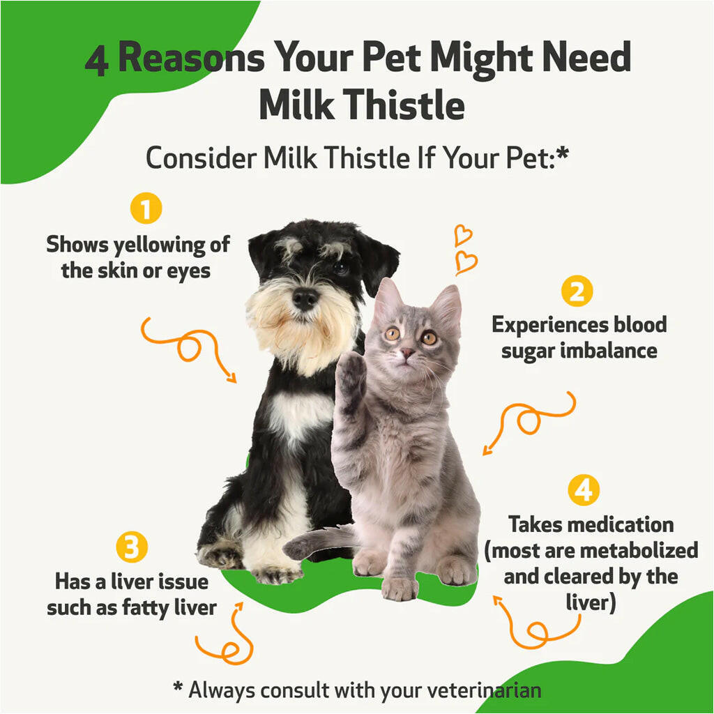 Milk Thistle Supplement for Healthy Liver Function in Dogs