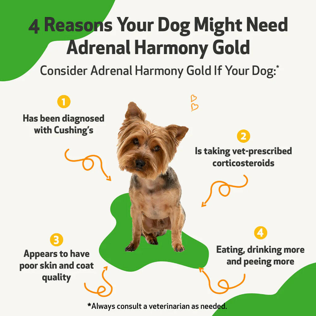 Adrenal Harmony Gold for Cushing's Disease in Dogs