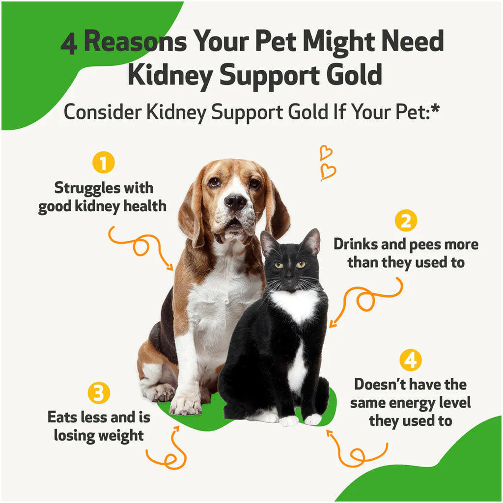 Pet Wellbeing Kidney Support Gold for Cats
