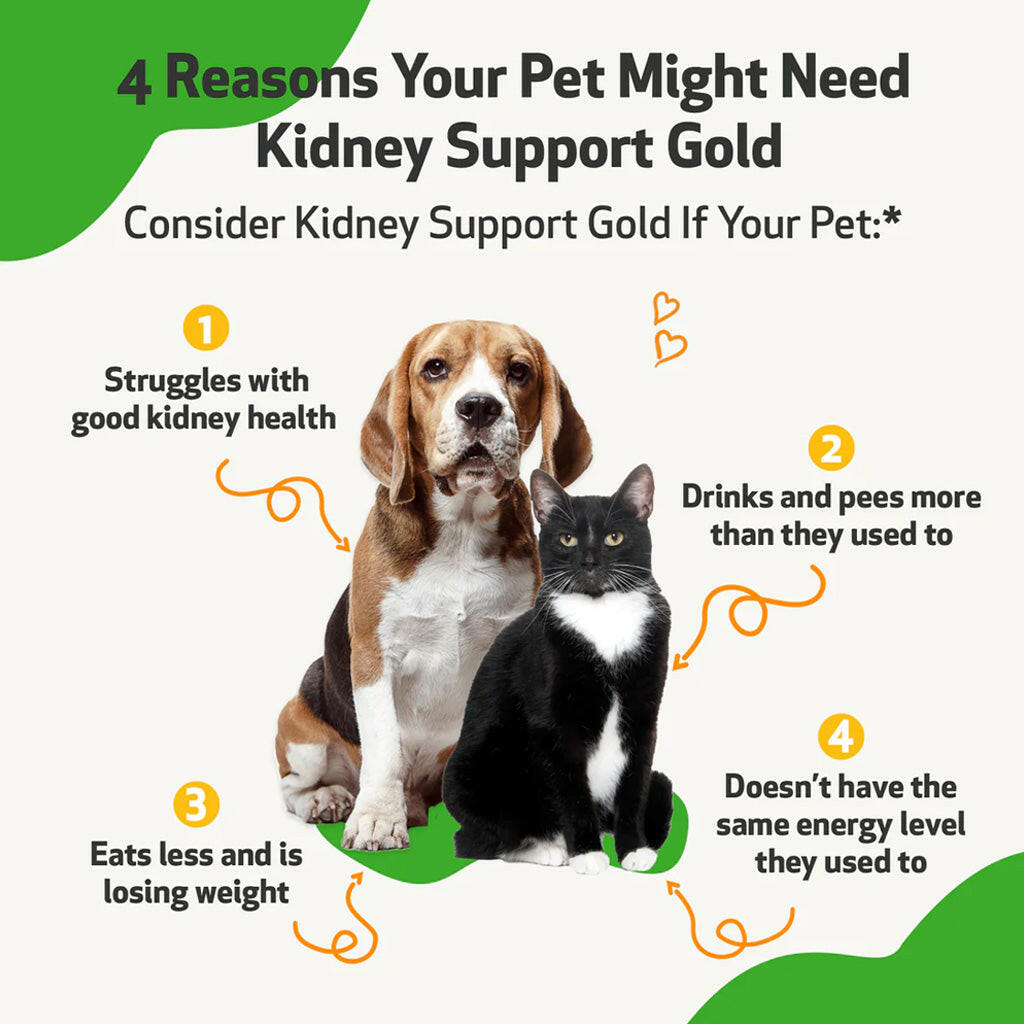Pet Wellbeing Kidney Support Gold for Dogs