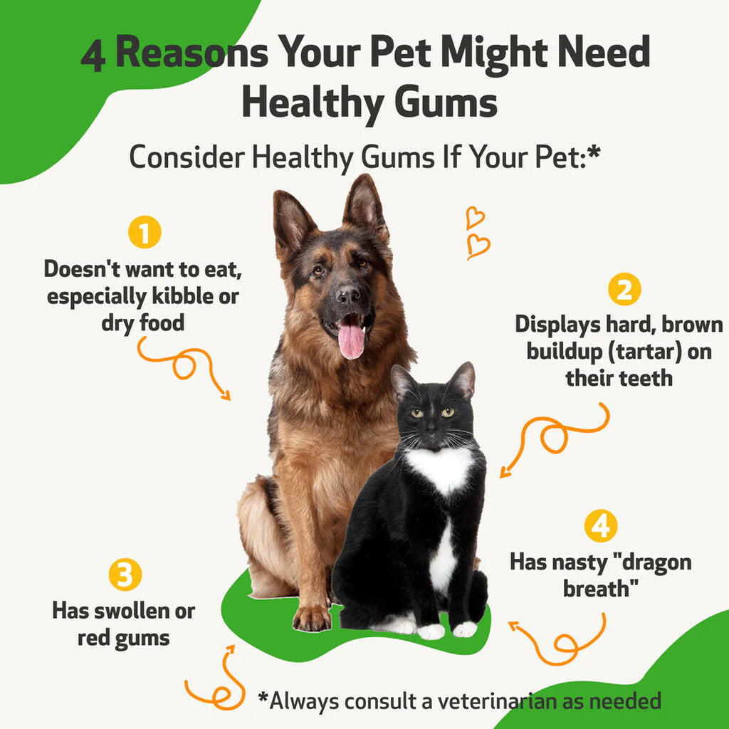 Healthy Gums for Canine Periodontal Health