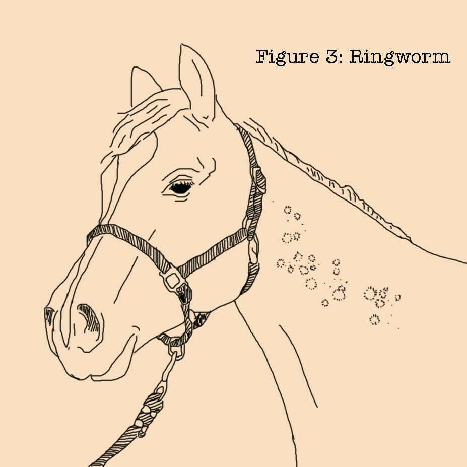 Absorbine Fungasol Spray for Horses (22 oz)
