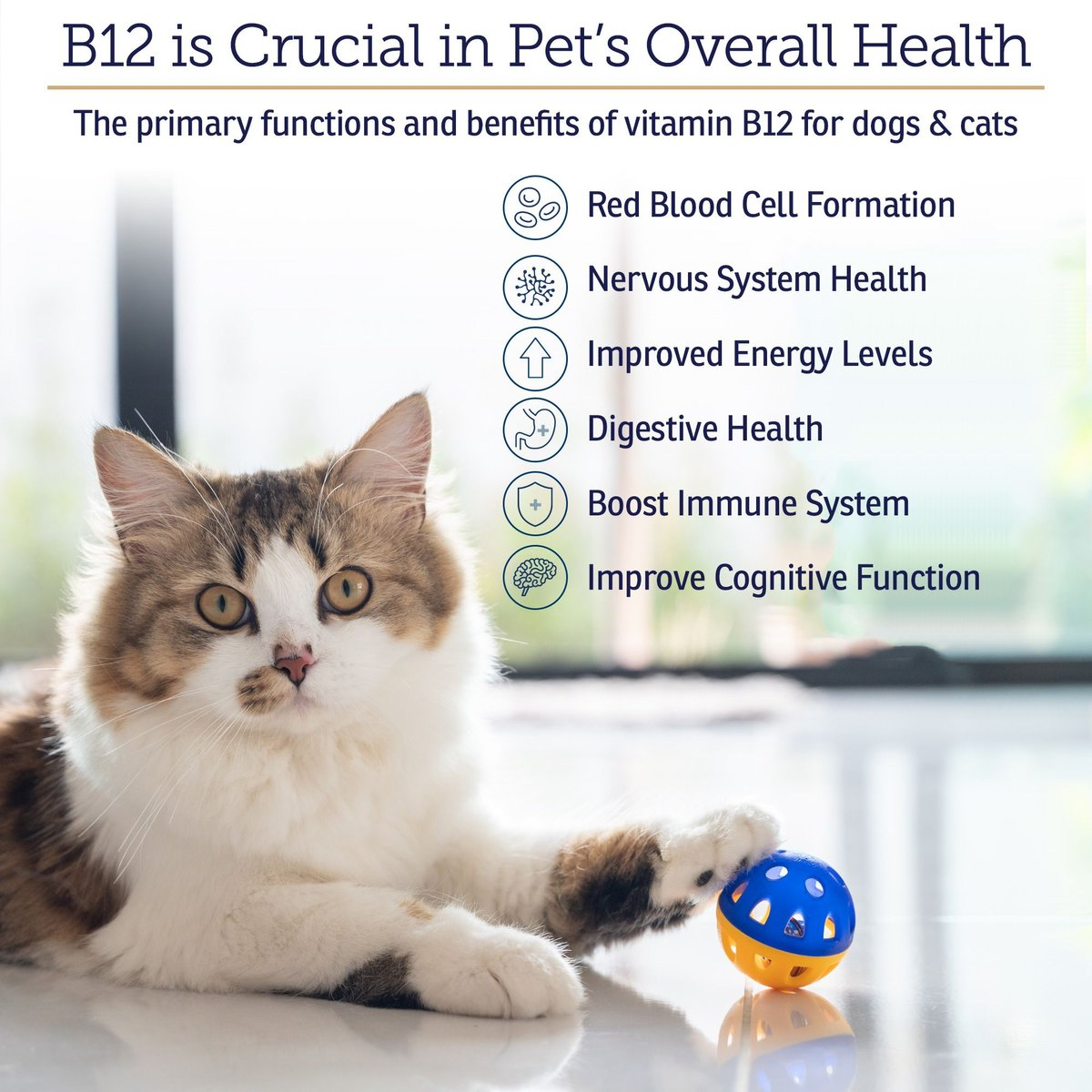 benefits of b12 injections in cats for B12 for Cats