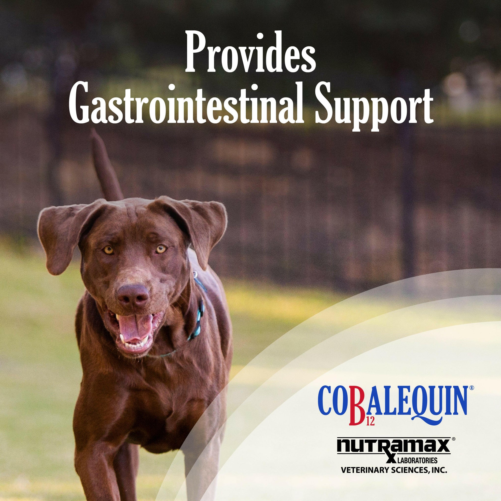 Nutramax Cobalequin B12 Supplement for Medium to Large Dogs, 45 Chewable Tablets