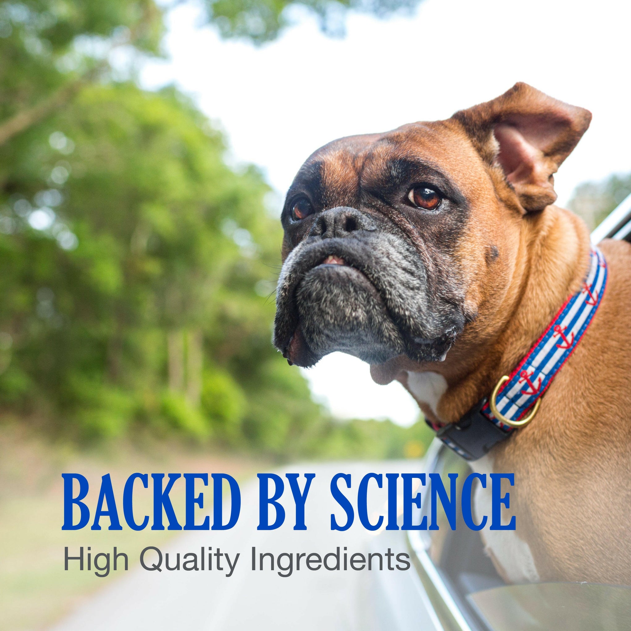 Nutramax Cobalequin B12 Supplement for Medium to Large Dogs, 45 Chewable Tablets