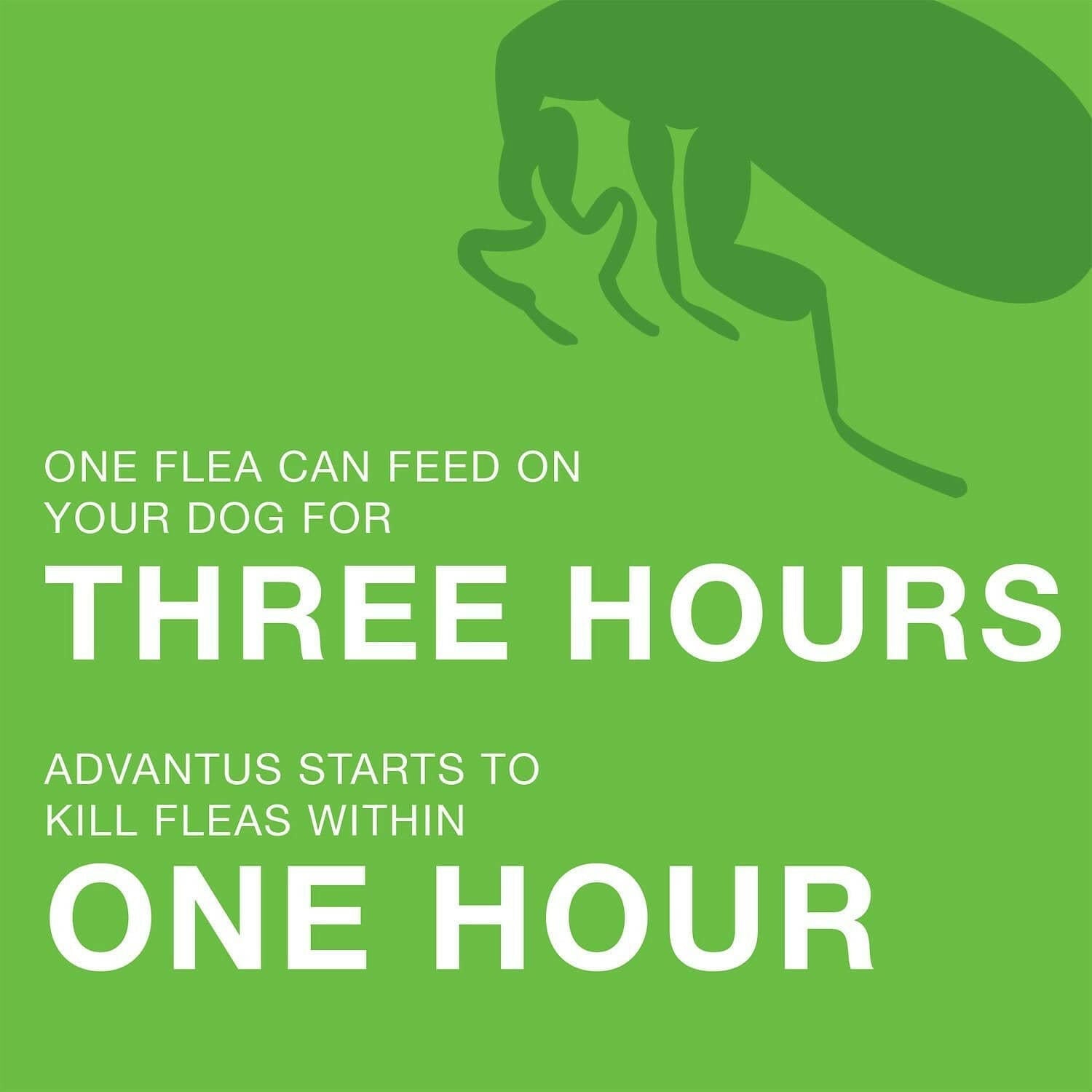 Advantus Flea Oral Treatment (23-110 lbs)